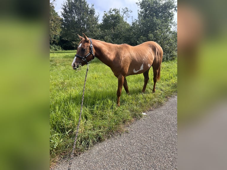 Paint Horse Caballo castrado 3 años 150 cm Red Dun/Cervuno in Heerlen