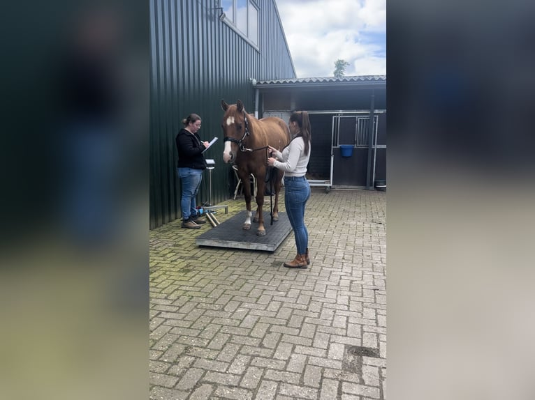 Paint Horse Caballo castrado 3 años 150 cm Red Dun/Cervuno in Heerlen