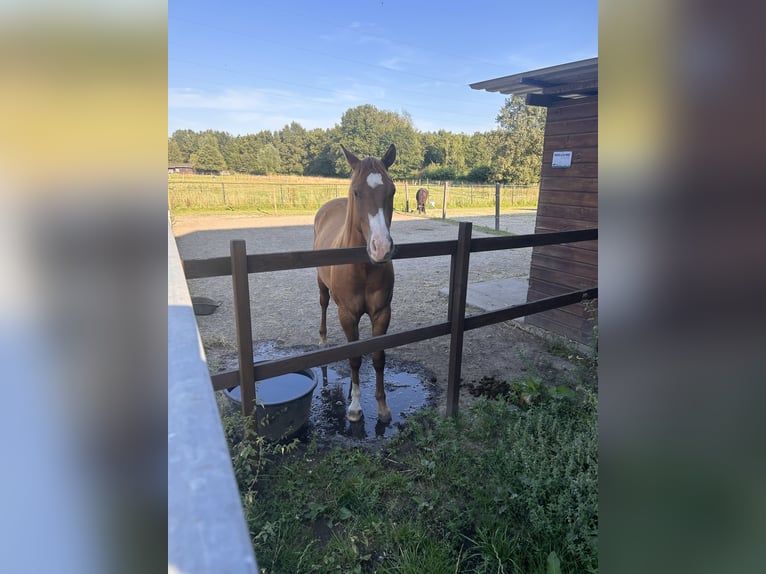 Paint Horse Caballo castrado 3 años 150 cm Red Dun/Cervuno in Heerlen