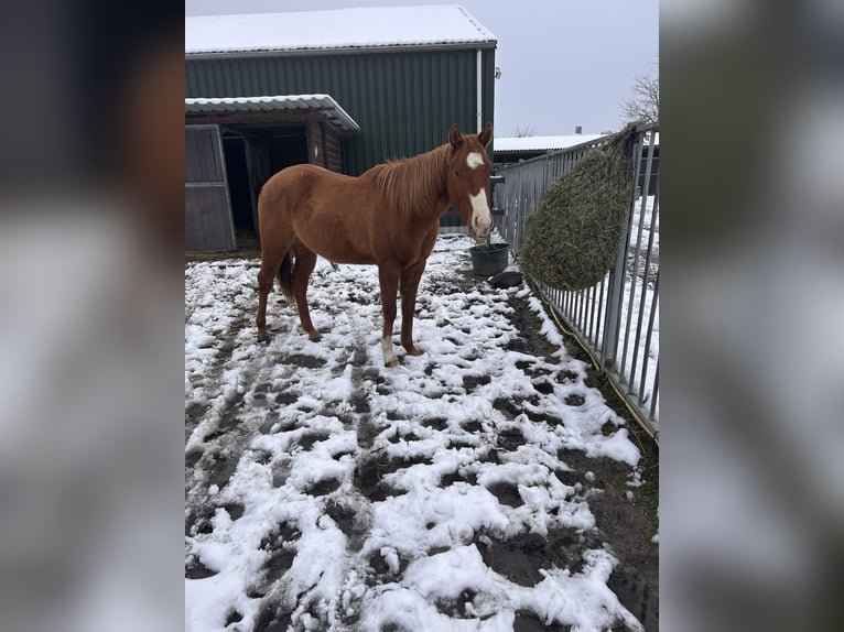 Paint Horse Caballo castrado 3 años 150 cm Red Dun/Cervuno in Heerlen