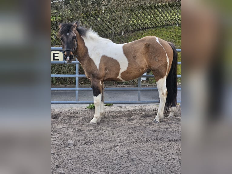 Paint Horse Mestizo Caballo castrado 3 años 150 cm Tobiano-todas las-capas in Gägelow
