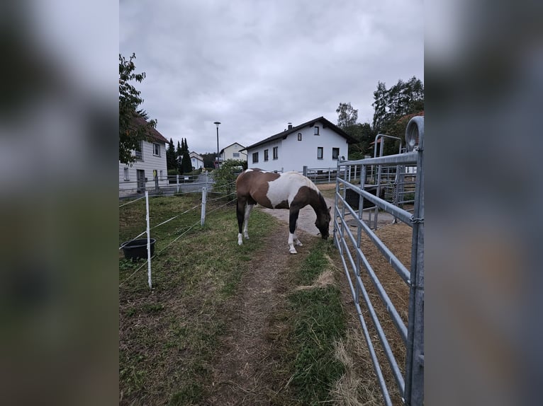 Paint Horse Mestizo Caballo castrado 3 años 150 cm Tobiano-todas las-capas in Stockheim