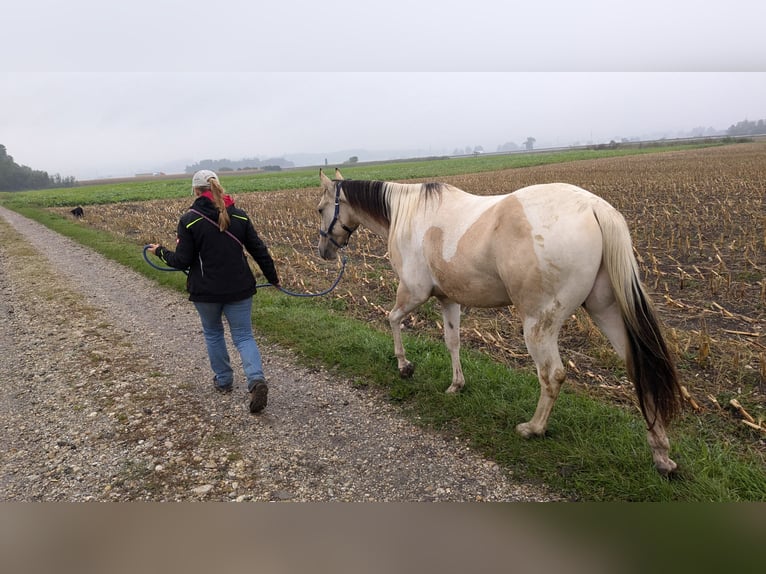 Paint Horse Caballo castrado 3 años 150 cm Tobiano-todas las-capas in Mamming