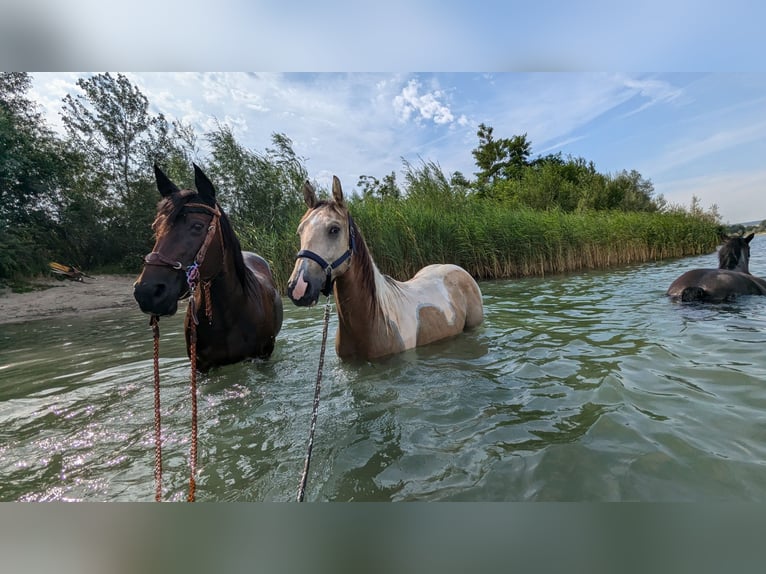 Paint Horse Caballo castrado 3 años 150 cm Tobiano-todas las-capas in Mamming