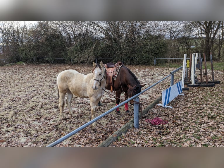 Paint Horse Caballo castrado 3 años 150 cm Tobiano-todas las-capas in Mamming