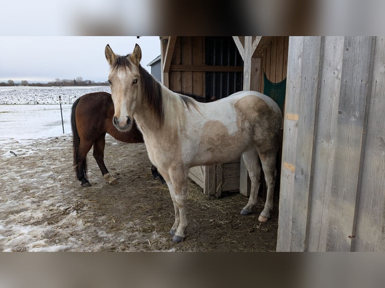 Paint Horse Caballo castrado 3 años 150 cm Tobiano-todas las-capas in Mamming