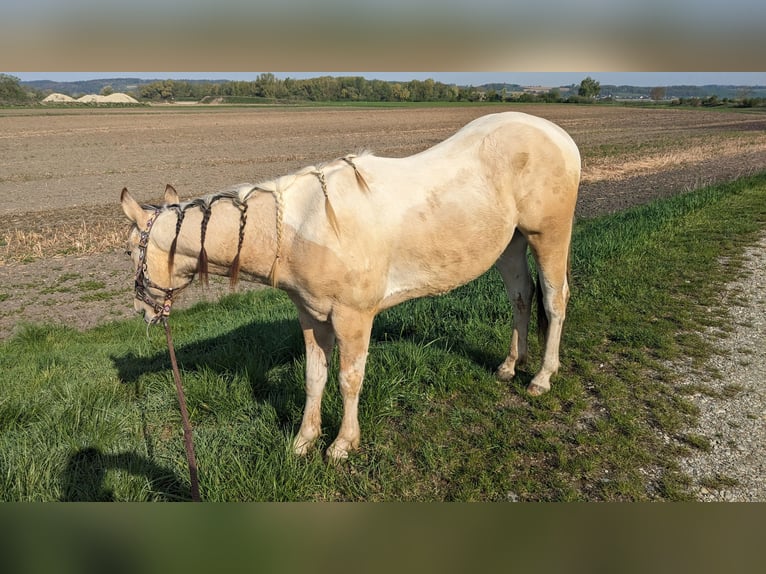 Paint Horse Caballo castrado 3 años 150 cm Tobiano-todas las-capas in Mamming