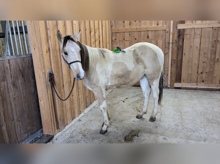 Paint Horse Caballo castrado 3 años 150 cm Tobiano-todas las-capas in Mamming