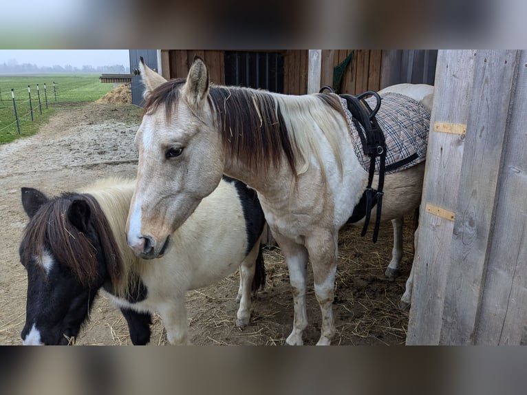 Paint Horse Caballo castrado 3 años 150 cm Tobiano-todas las-capas in Mamming