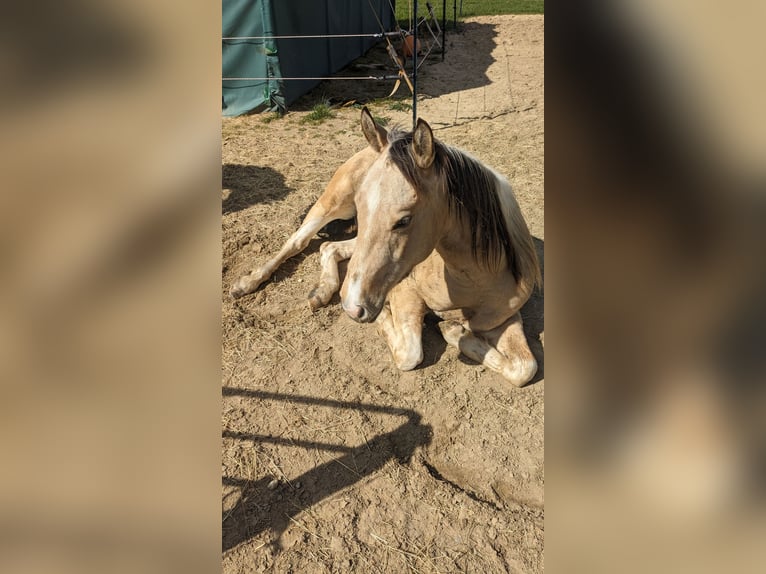 Paint Horse Caballo castrado 3 años 150 cm Tobiano-todas las-capas in Mamming