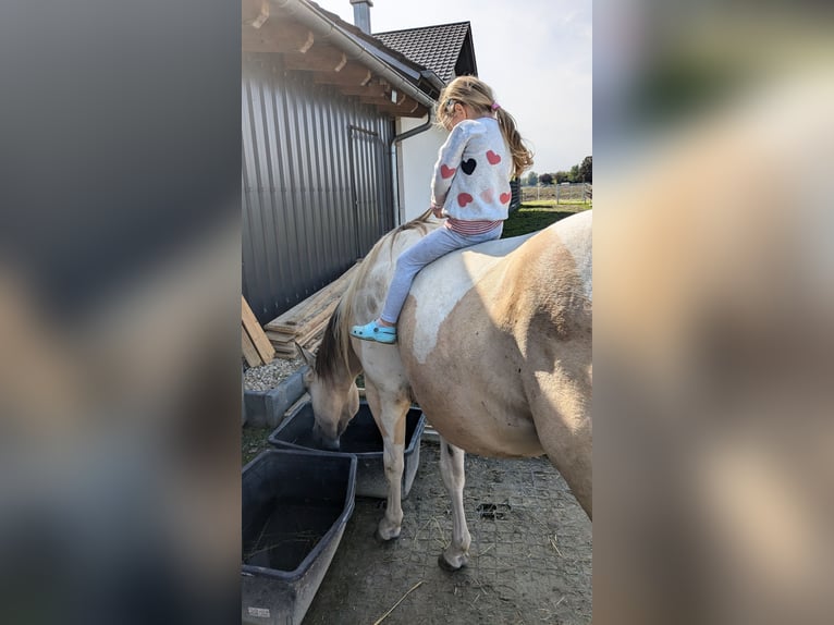 Paint Horse Caballo castrado 3 años 150 cm Tobiano-todas las-capas in Mamming