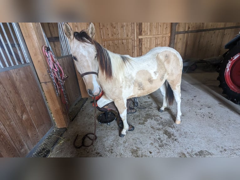 Paint Horse Caballo castrado 3 años 150 cm Tobiano-todas las-capas in Mamming