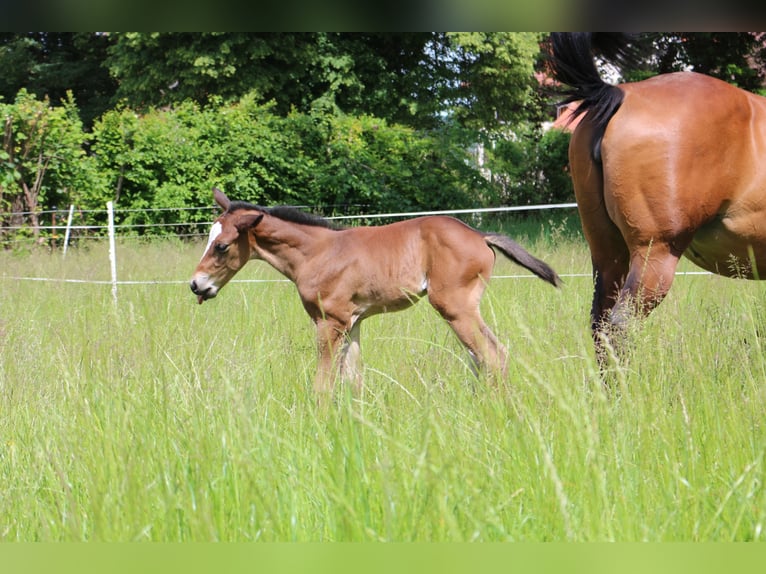 Paint Horse Caballo castrado 3 años 152 cm Castaño in Eggenthal