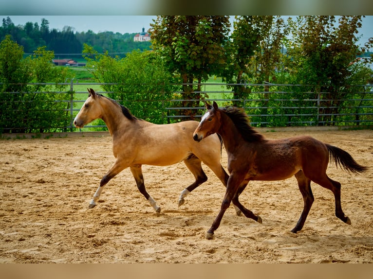 Paint Horse Caballo castrado 3 años 152 cm Castaño in Eggenthal