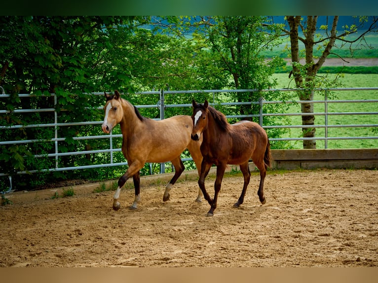 Paint Horse Caballo castrado 3 años 152 cm Castaño in Eggenthal