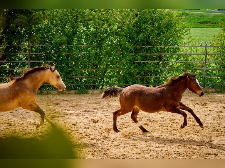 Paint Horse Caballo castrado 3 años 152 cm Castaño in Eggenthal