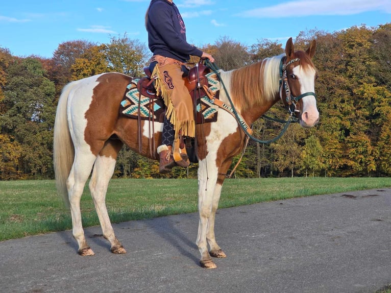 Paint Horse Caballo castrado 3 años 152 cm Pío in Linkenbach