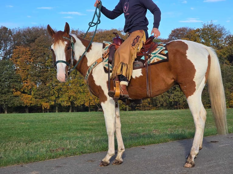 Paint Horse Caballo castrado 3 años 152 cm Pío in Linkenbach