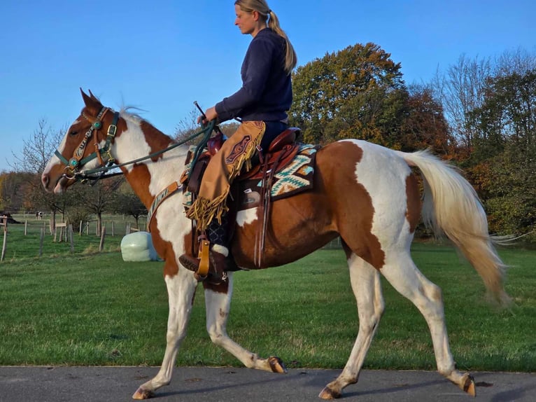 Paint Horse Caballo castrado 3 años 152 cm Pío in Linkenbach