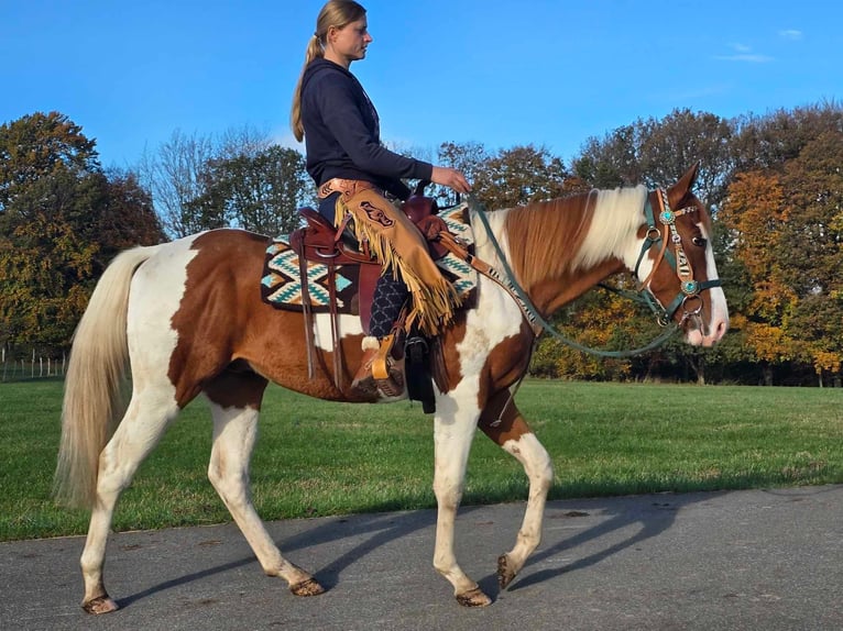 Paint Horse Caballo castrado 3 años 152 cm Pío in Linkenbach