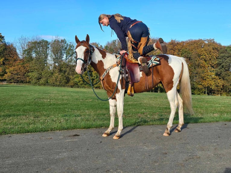 Paint Horse Caballo castrado 3 años 152 cm Pío in Linkenbach