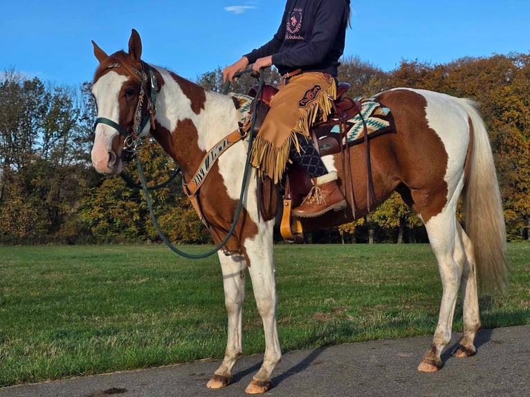 Paint Horse Caballo castrado 3 años 152 cm Pío in Linkenbach