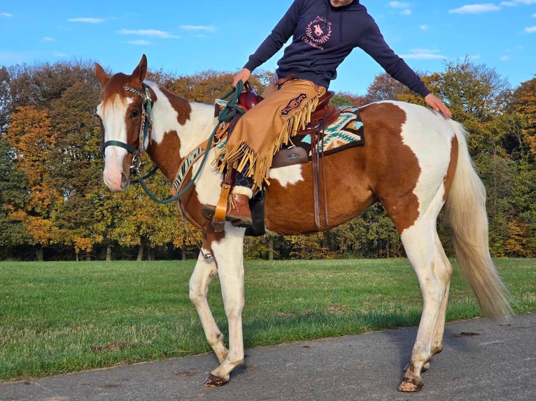 Paint Horse Caballo castrado 3 años 152 cm Pío in Linkenbach