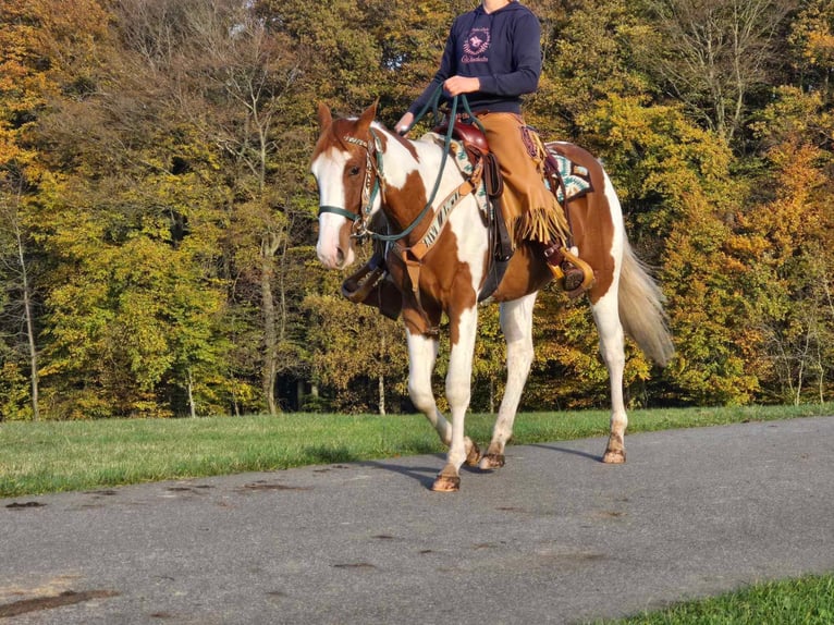 Paint Horse Caballo castrado 3 años 152 cm Pío in Linkenbach