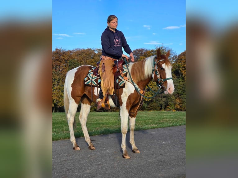 Paint Horse Caballo castrado 3 años 152 cm Pío in Linkenbach