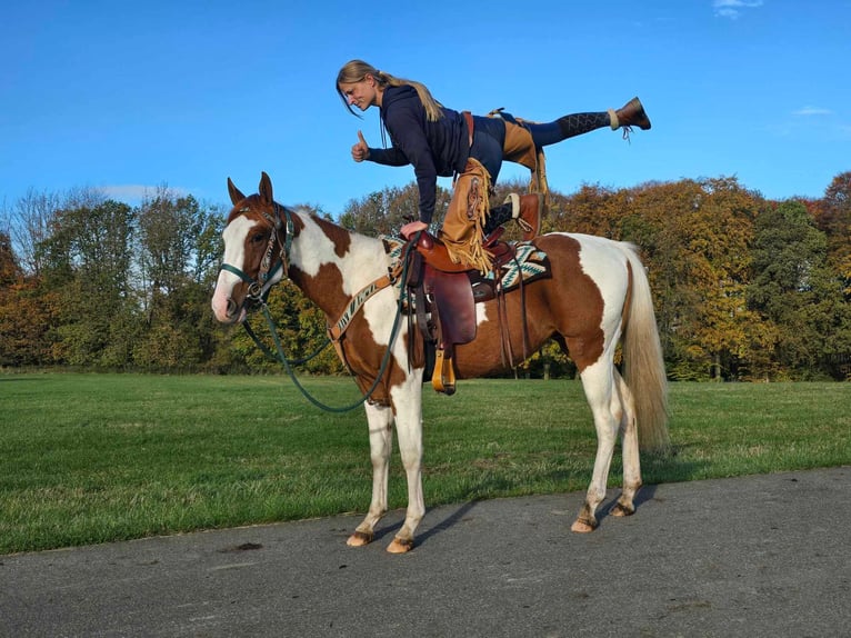 Paint Horse Caballo castrado 3 años 152 cm Pío in Linkenbach