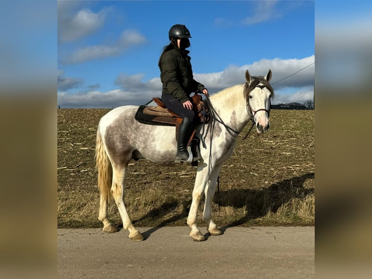 Paint Horse Mestizo Caballo castrado 3 años 153 cm Pío in Daleiden