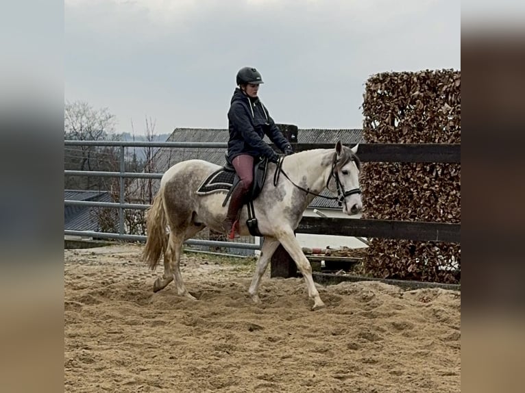 Paint Horse Mestizo Caballo castrado 3 años 153 cm Pío in Daleiden