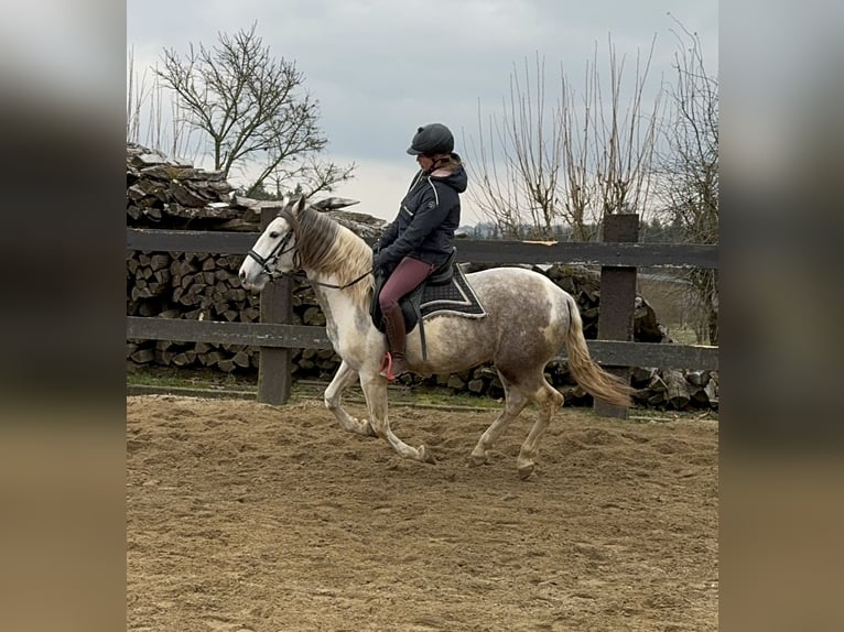 Paint Horse Mestizo Caballo castrado 3 años 153 cm Pío in Daleiden