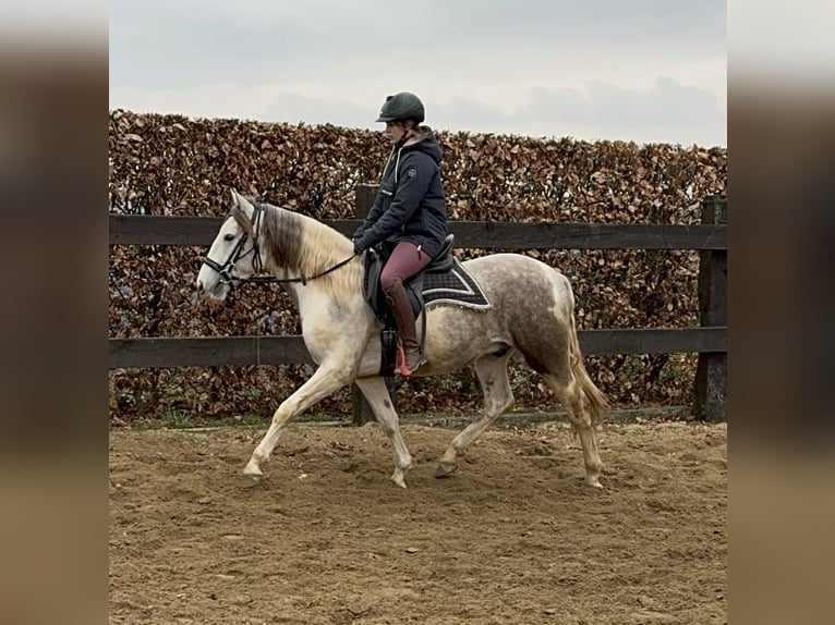 Paint Horse Mestizo Caballo castrado 3 años 153 cm Pío in Daleiden