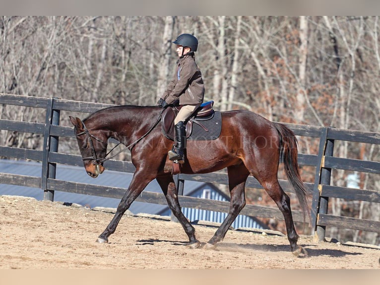 Paint Horse Caballo castrado 3 años 155 cm Castaño rojizo in Clover, SC