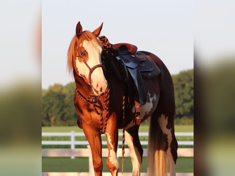 Paint Horse Mestizo Caballo castrado 3 años 155 cm Overo-todas las-capas in Oberlangen