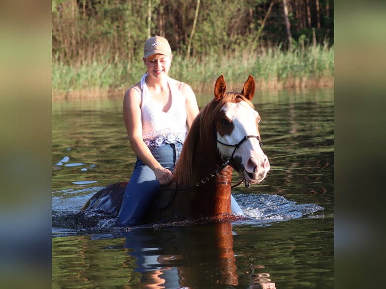 Paint Horse Mestizo Caballo castrado 3 años 155 cm Overo-todas las-capas in Oberlangen