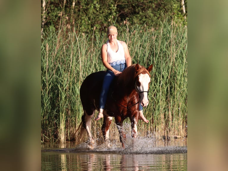 Paint Horse Mestizo Caballo castrado 3 años 155 cm Overo-todas las-capas in Oberlangen