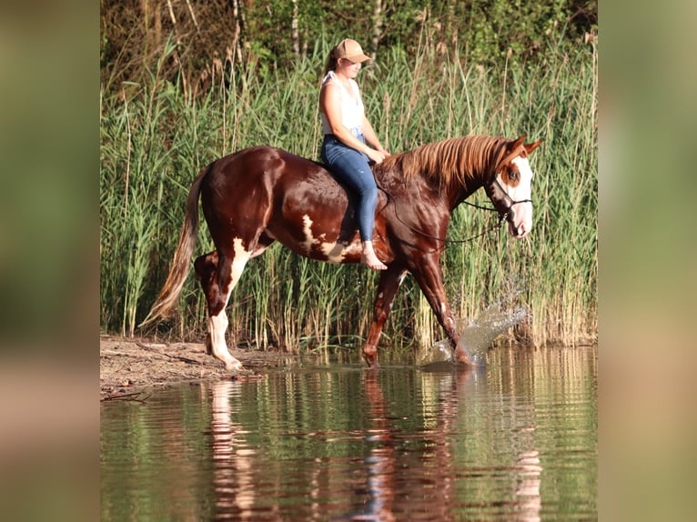 Paint Horse Mestizo Caballo castrado 3 años 155 cm Overo-todas las-capas in Oberlangen