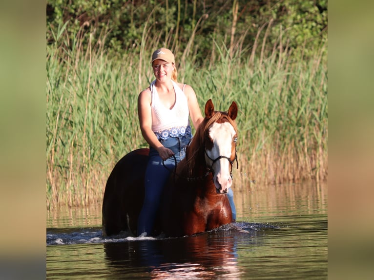 Paint Horse Mestizo Caballo castrado 3 años 155 cm Overo-todas las-capas in Oberlangen