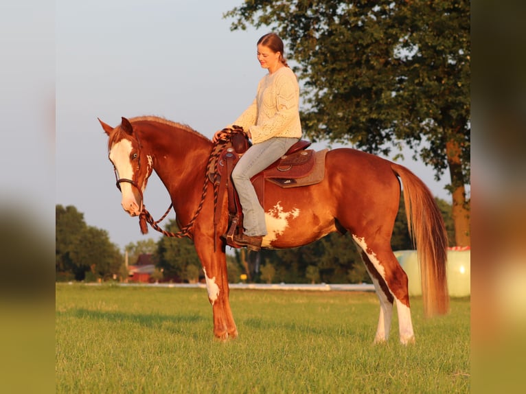 Paint Horse Mestizo Caballo castrado 3 años 155 cm Overo-todas las-capas in Oberlangen