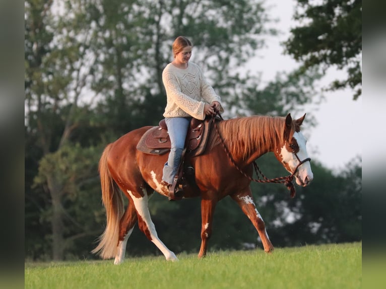 Paint Horse Mestizo Caballo castrado 3 años 155 cm Overo-todas las-capas in Oberlangen
