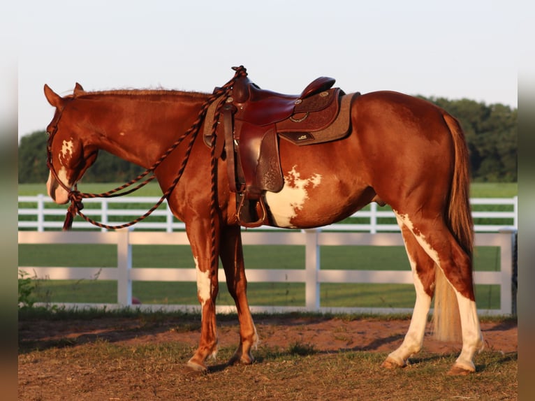 Paint Horse Mestizo Caballo castrado 3 años 155 cm Overo-todas las-capas in Oberlangen
