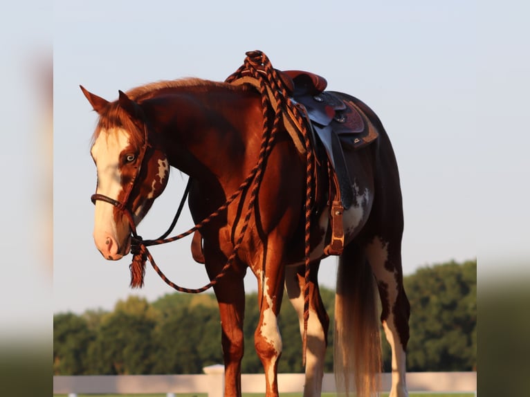 Paint Horse Mestizo Caballo castrado 3 años 155 cm Overo-todas las-capas in Oberlangen