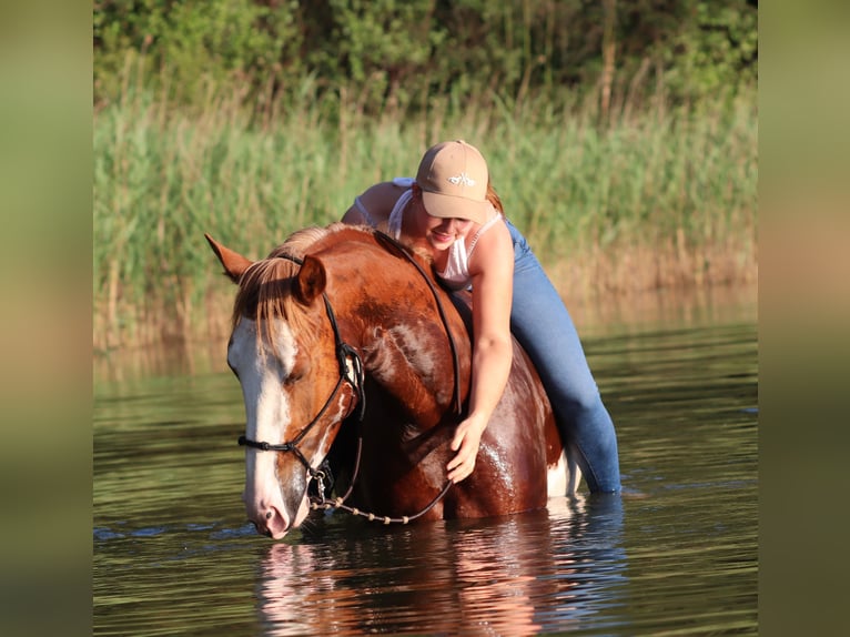Paint Horse Mestizo Caballo castrado 3 años 155 cm Overo-todas las-capas in Oberlangen