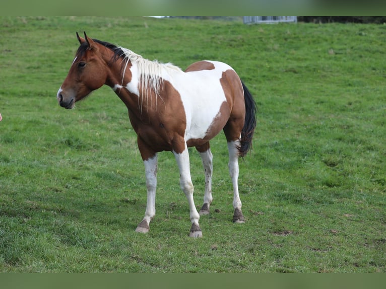 Paint Horse Caballo castrado 3 años 155 cm Pío in Betteldorf