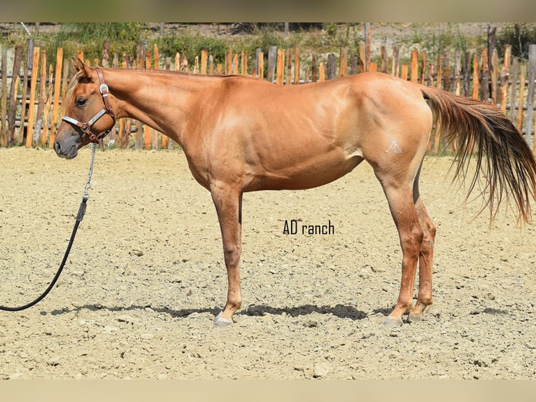 Paint Horse Caballo castrado 3 años 155 cm Red Dun/Cervuno in Castelletto Uzzone