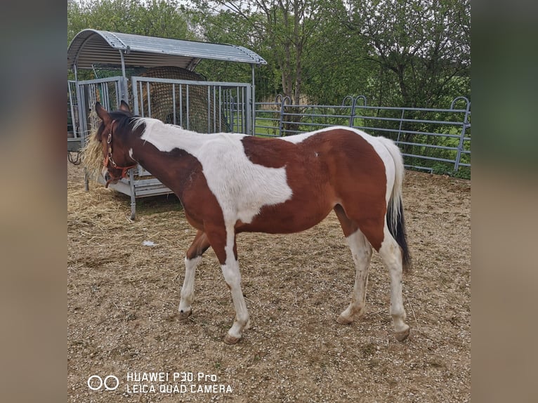 Paint Horse Mestizo Caballo castrado 3 años 156 cm Pío in Betteldorf