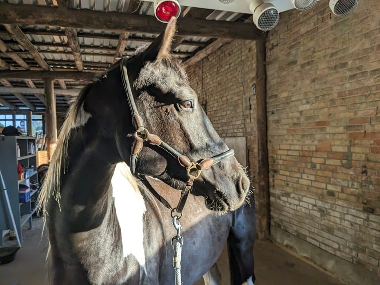 Paint Horse Mestizo Caballo castrado 3 años 157 cm Pío in Wiendorf