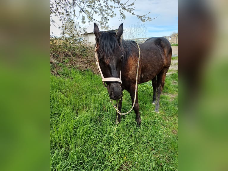 Paint Horse Caballo castrado 3 años 158 cm Negro in Gro&#xDF;-Umstadt